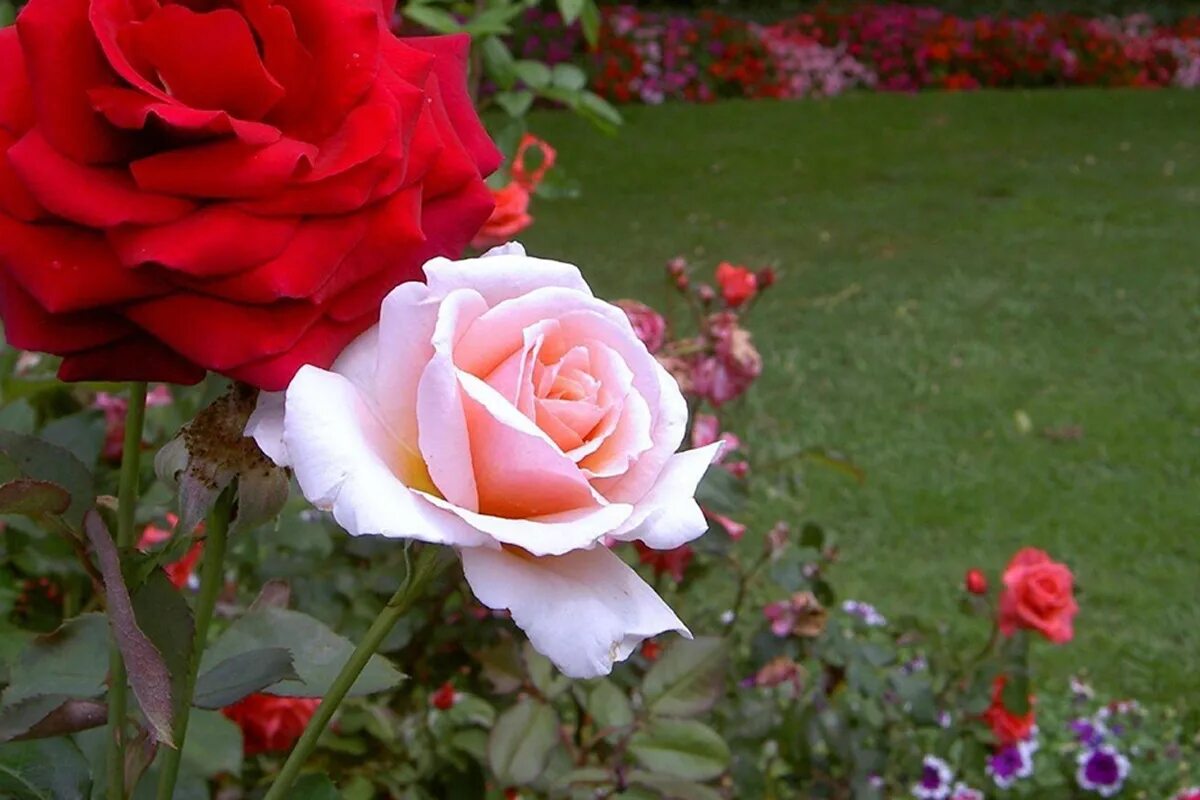 In kritischen Momenten hole ich es aus dem Schrank und sprühe es auf die Rosen!