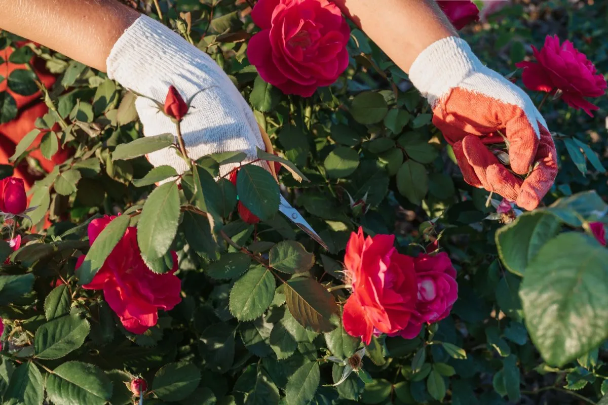 Einfache Maßnahmen gegen gelbe Blätter bei Rosen
