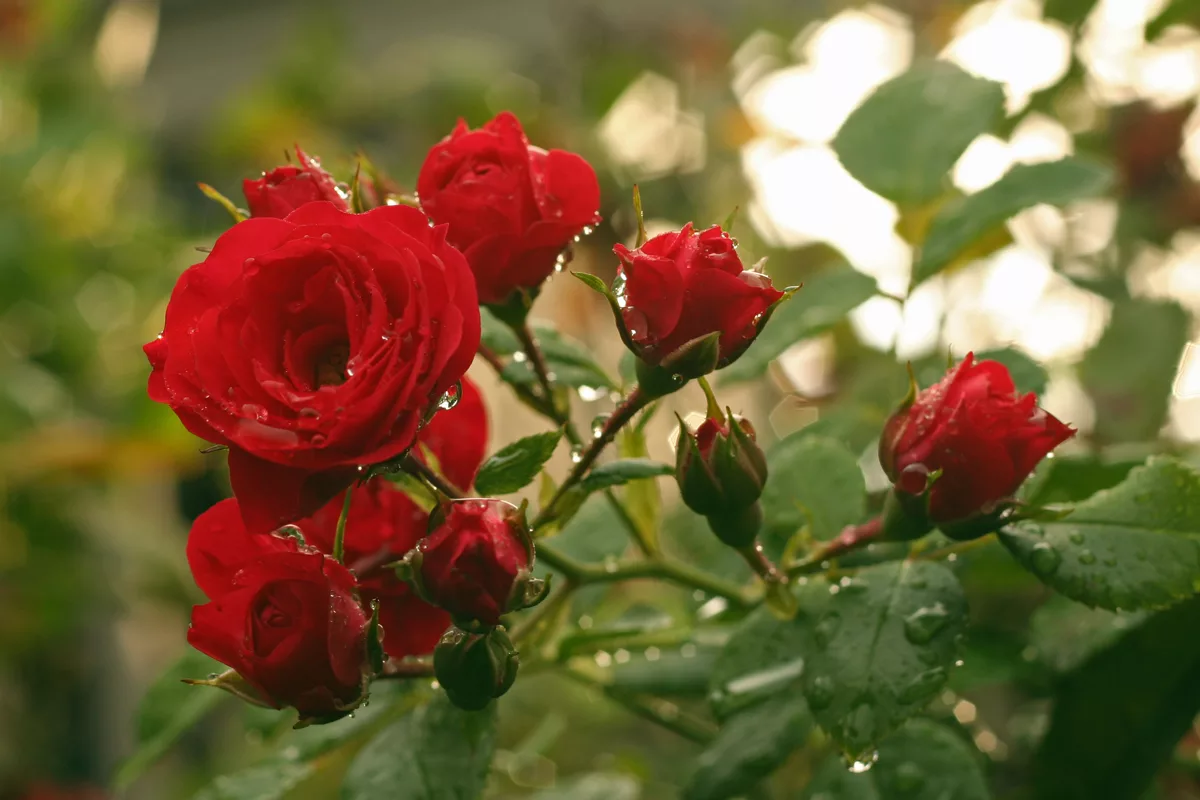 Einfache Maßnahmen gegen gelbe Blätter bei Rosen