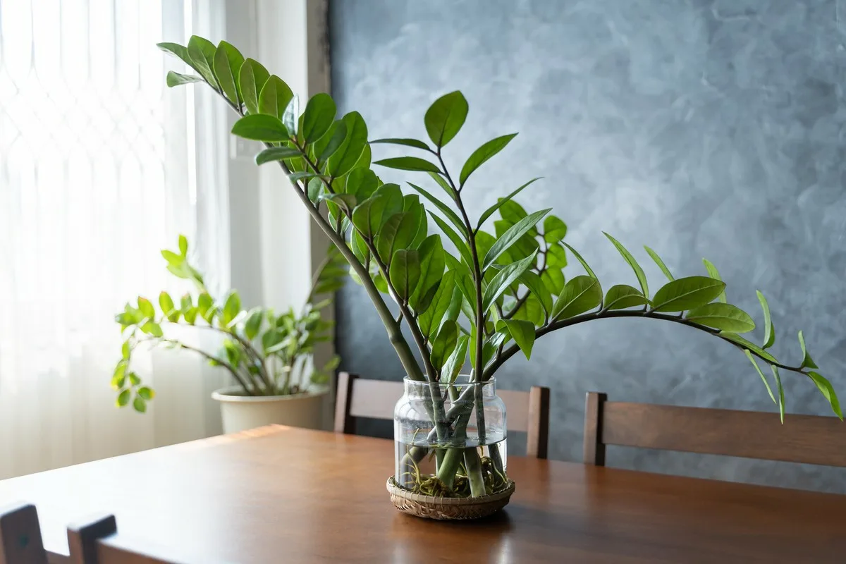 Zamioculcas wird üppig grün und treibt viele neue Blätter. Alles, was Sie dafür brauchen, ist ein Produkt aus der Apotheke.