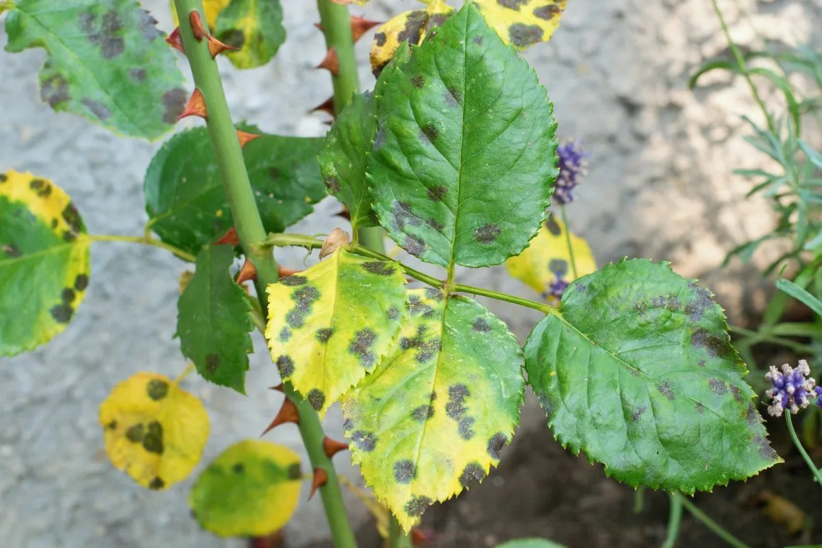Zerstört Schwarzfleckigkeit Ihre Rosen? Dieses Spray wirkt wirklich! Expertentipps zur Rettung Ihrer Sträucher