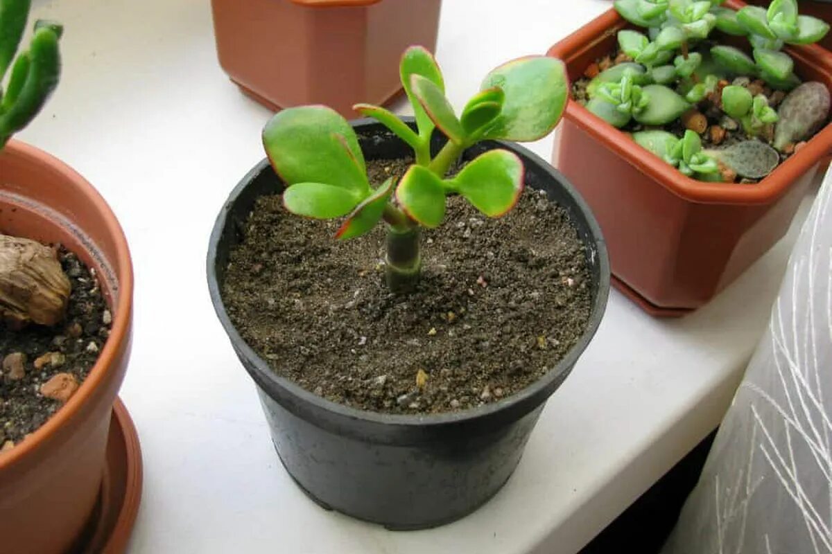 Werfen Sie immer noch Erde aus alten Töpfen weg? So verwandeln Sie sie in einen Schatz für Ihren Garten