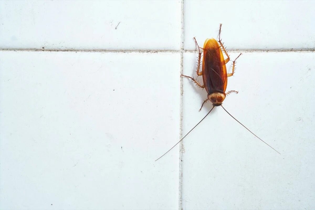 Dies ist ein wirksames Mittel zur Bekämpfung von Kakerlaken im Haus, das mir WIRKLICH geholfen hat: Es hat sie innerhalb von 48 Stunden beseitigt.