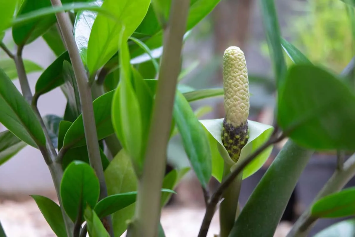 Zamioculcas