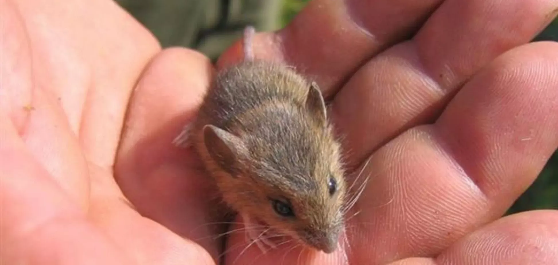 Der Rotfußtierchen ist keine Maus. Was tun, wenn er ins Haus kommt?