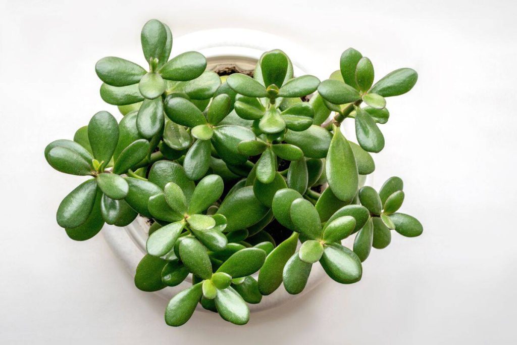 Laut Feng-Shui-Experten ist dies der ideale Standort für die Pflanze „Jade“, um Reichtum, Lebensenergie und Glück anzuziehen.