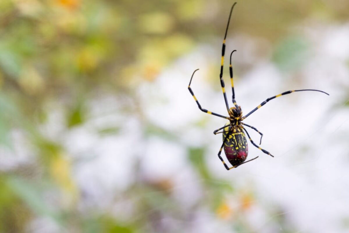 Eine sehr wichtige Warnung, wenn Sie eine Spinne in Ihrer Wohnung entdeckt und getreten haben: Tun Sie das niemals wieder.