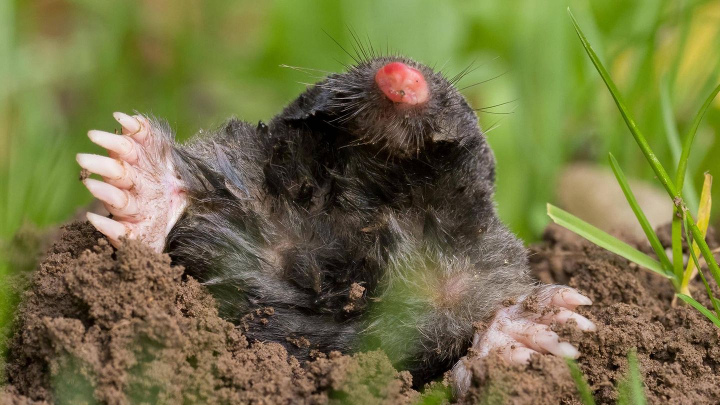 Wirf das Blatt in den Bau. Für Maulwürfe ist das der schlimmste Geruch
