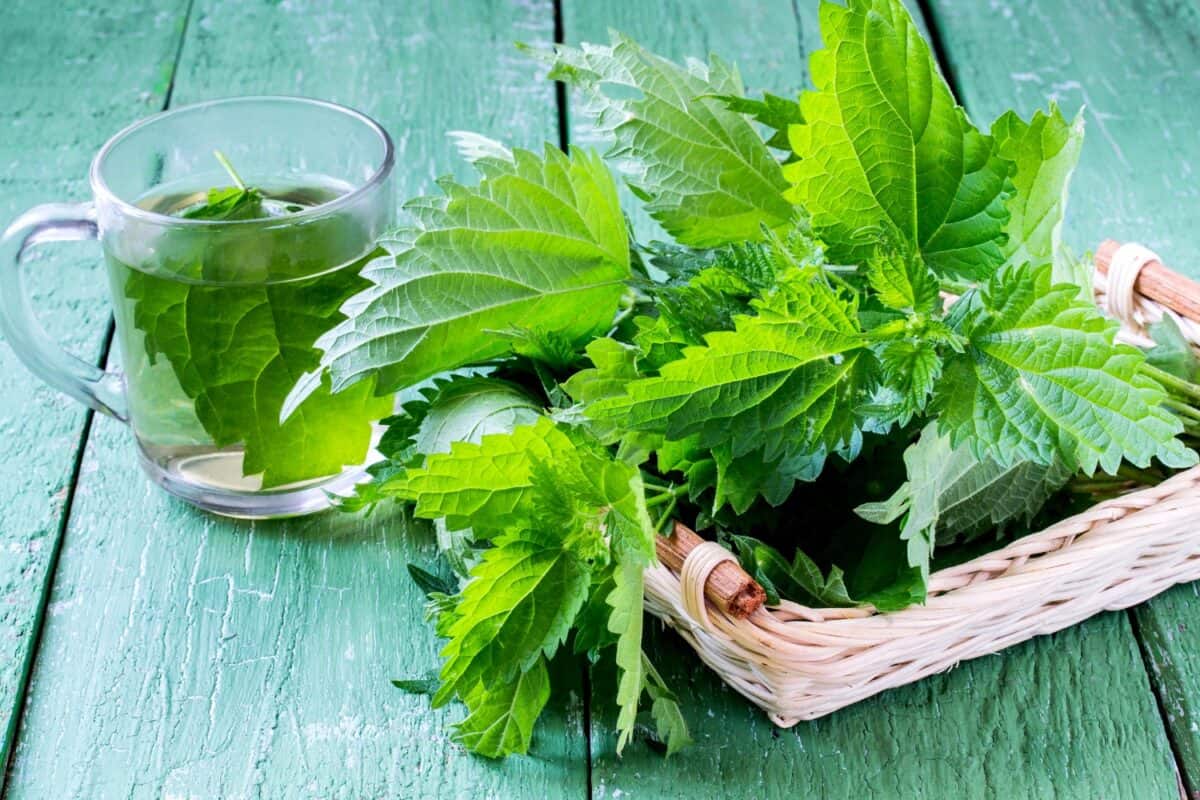 Universelles Mittel zur Pflege von Pflanzen im Garten: Rezept