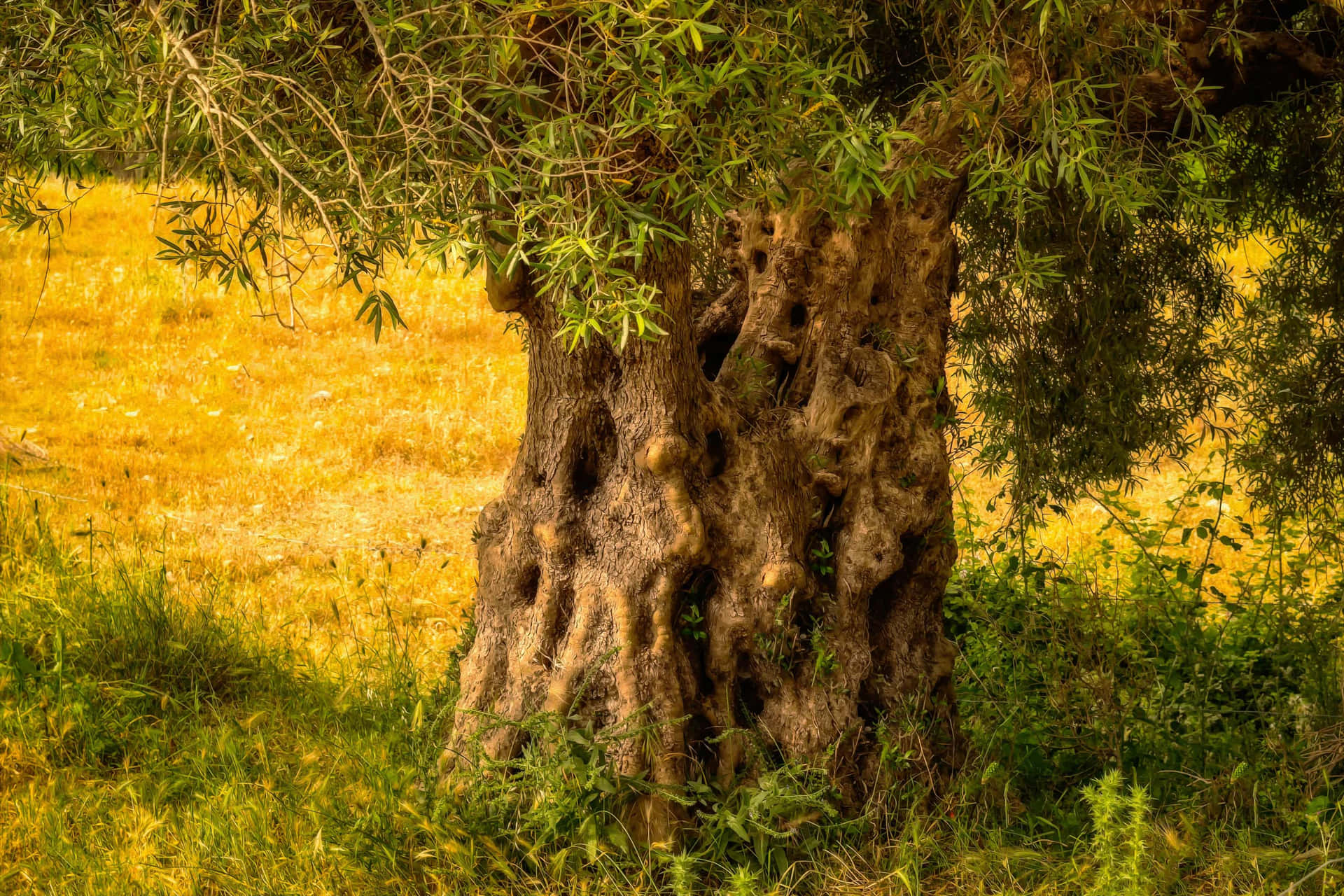 Der älteste Olivenbaum der Welt, der die Entstehung und den Untergang alter Reiche miterlebt hat: Er ist etwa 4.000 Jahre alt und trägt noch immer Oliven.