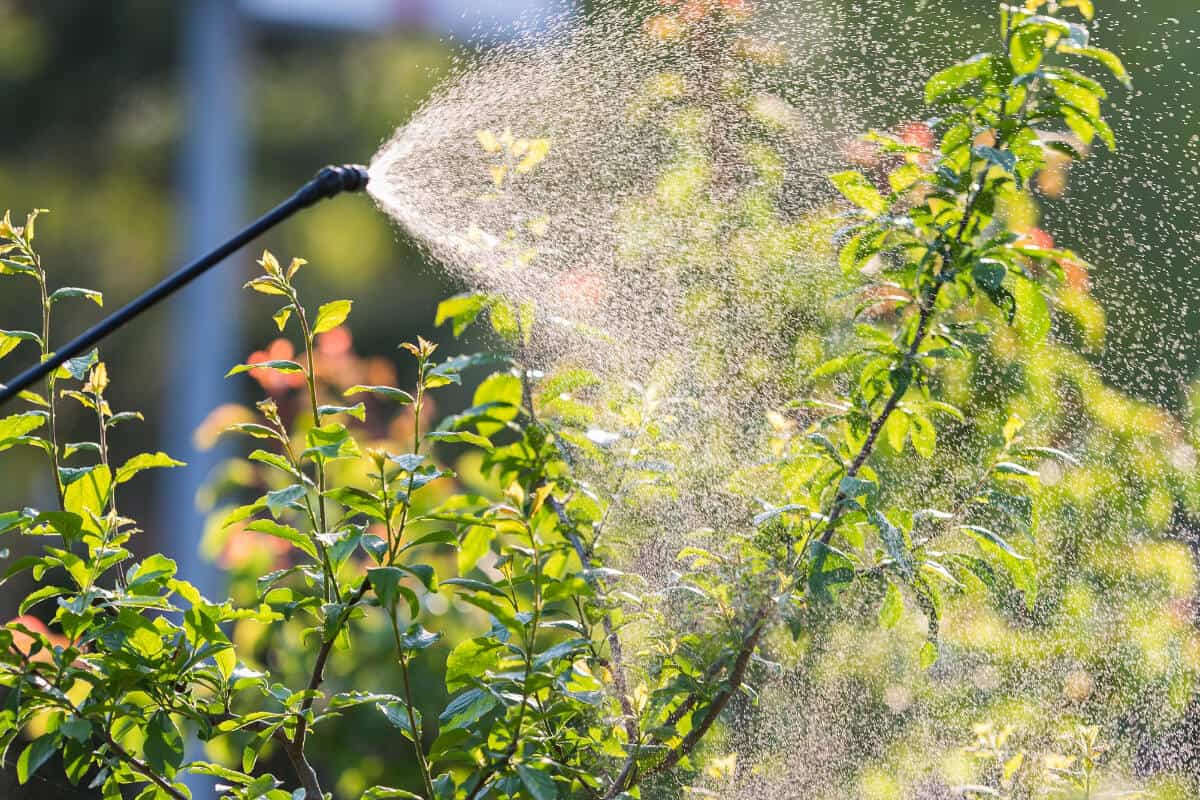 Weder Insektizide noch Seife: ein Wundermittel gegen Blattläuse und Parasiten auf Ihren Pflanzen