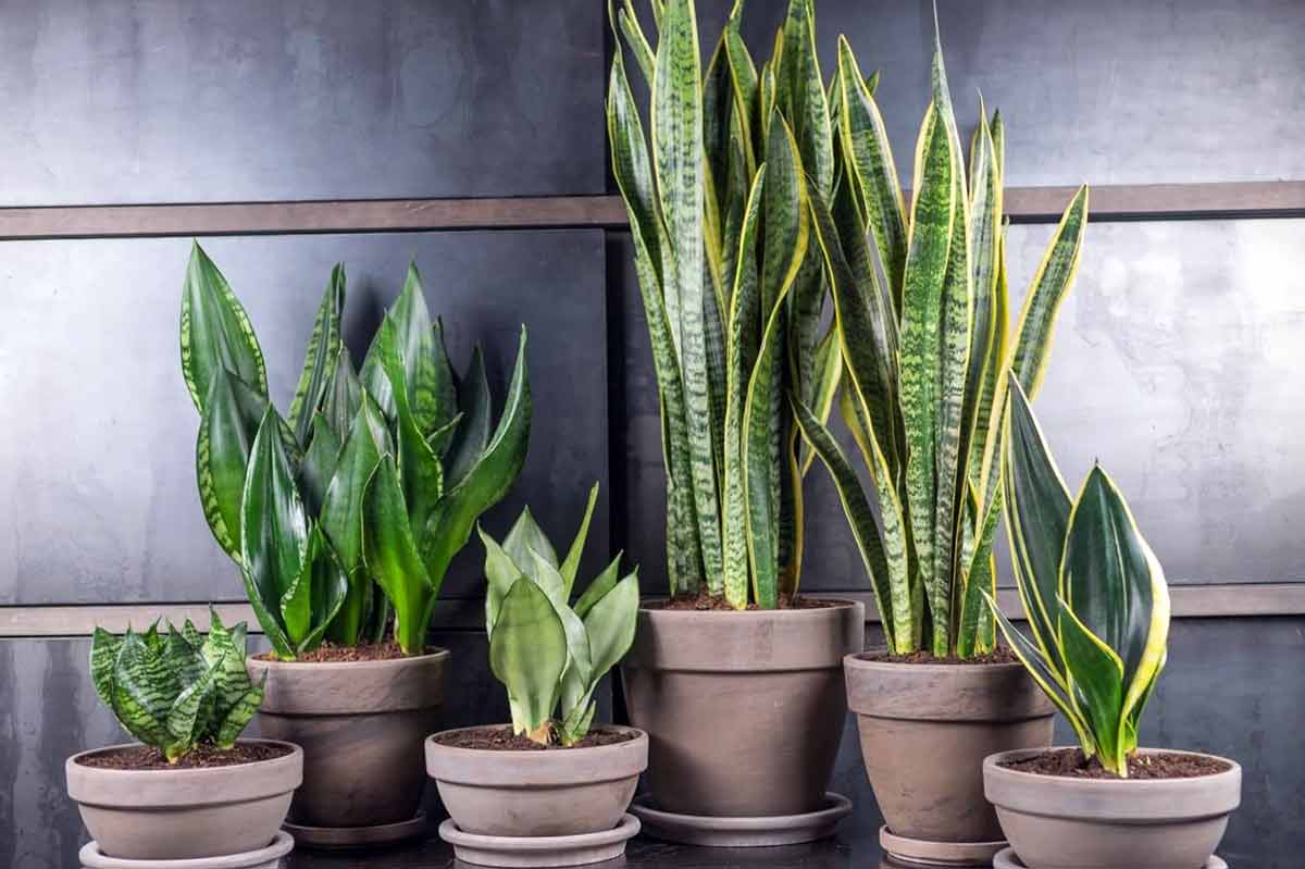 Ich stelle den Dünger für meine Sansevieria aus 1 Küchenabfall her. Nach dieser Düngung schießt sie mit einer Krone aus Blättern in die Höhe