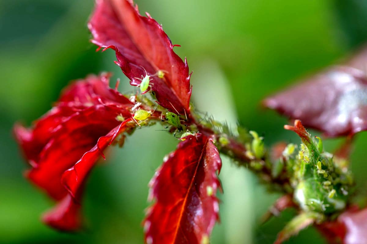 Schützen Sie Ihre Rosen vor Blattläusen – das ist ein einfacher Schritt, der viel bewirkt und von Profis systematisch angewendet wird
