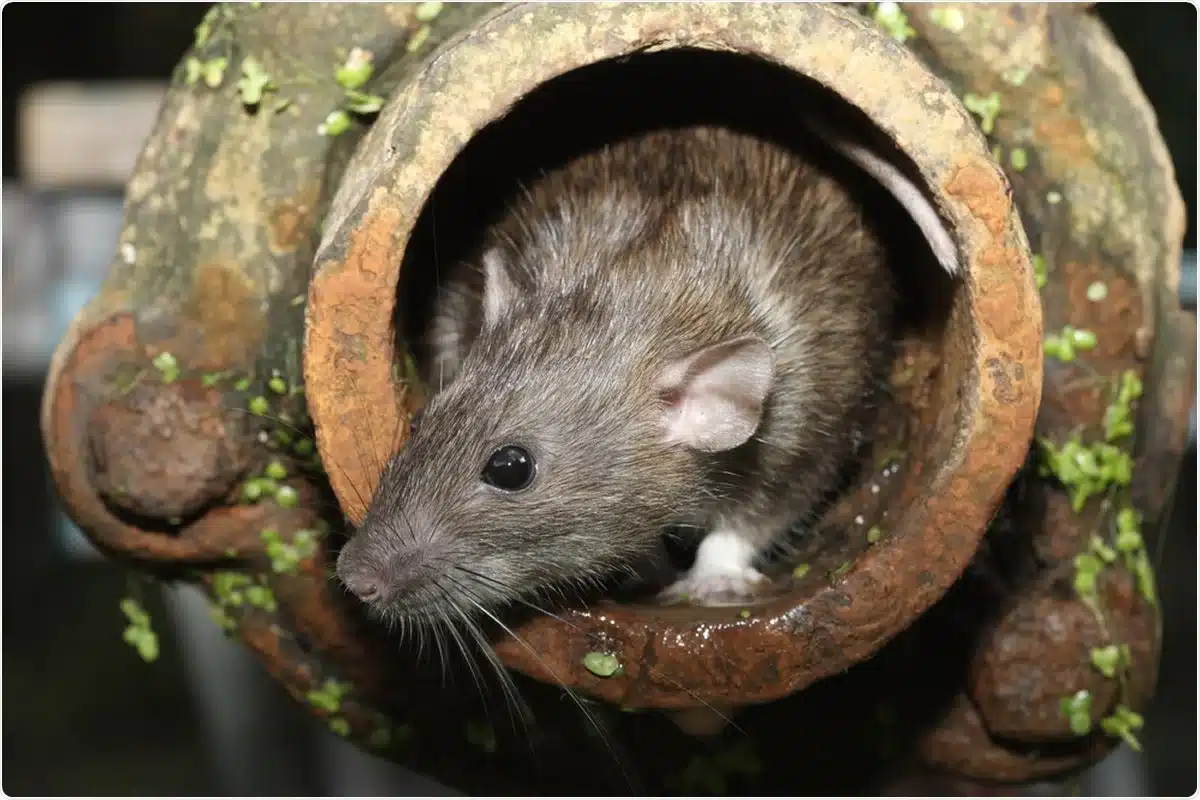 Diese Pflanze hält Ratten fern. Pflanzen Sie sie in der Nähe von Mülltonnen und Garagen. Die Ratten werden im Handumdrehen von Ihrem Grundstück verschwinden.