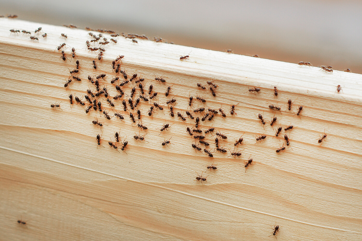Stellen Sie es in die Nähe des Nestes. Von den Ameisen wird keine Spur mehr zu sehen sein