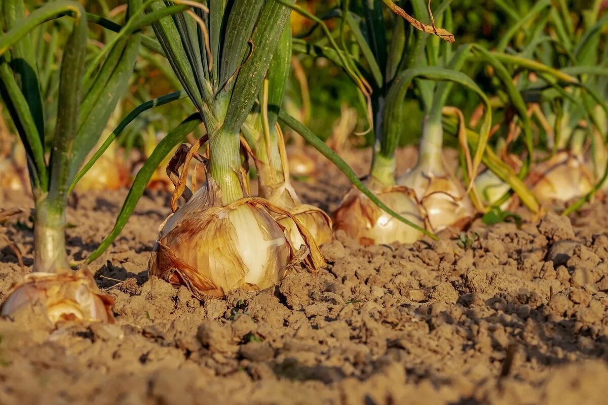 Wächst in Ihrem Garten Zwiebeln? Dann steht bald ein wichtiger Termin an
