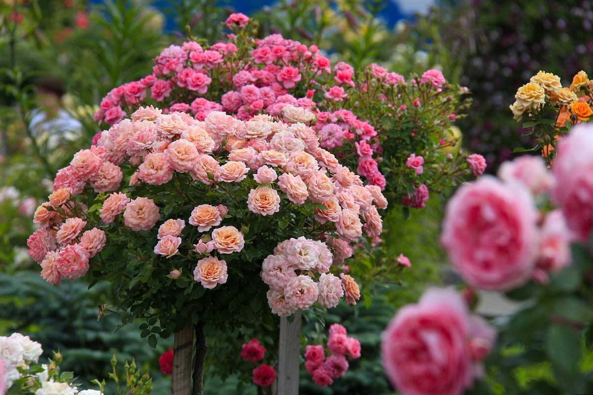 Warum blüht meine Rose im Sommer nicht und wie kann ich die Blüte durch das Einkürzen der Triebe wieder anregen?