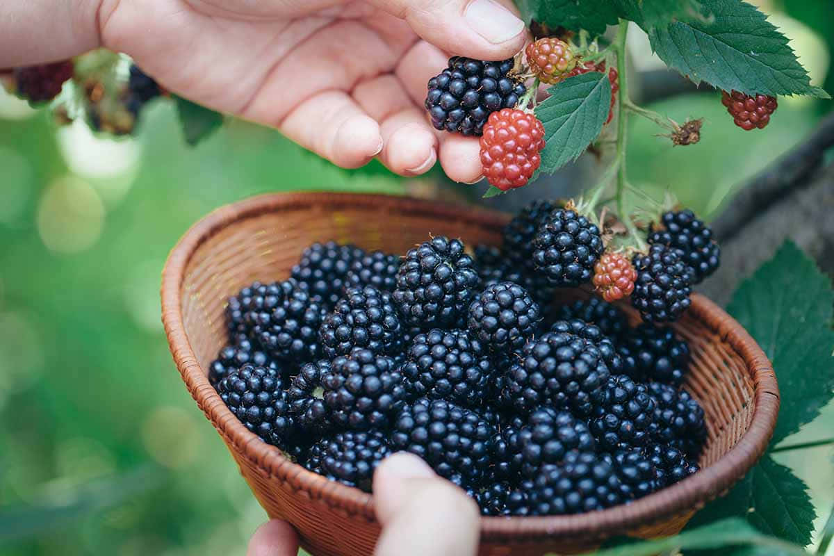 Wie kann man in der Hitze des Sommers saftige Brombeeren ernten? Nützliche Tipps für Ihren Garten