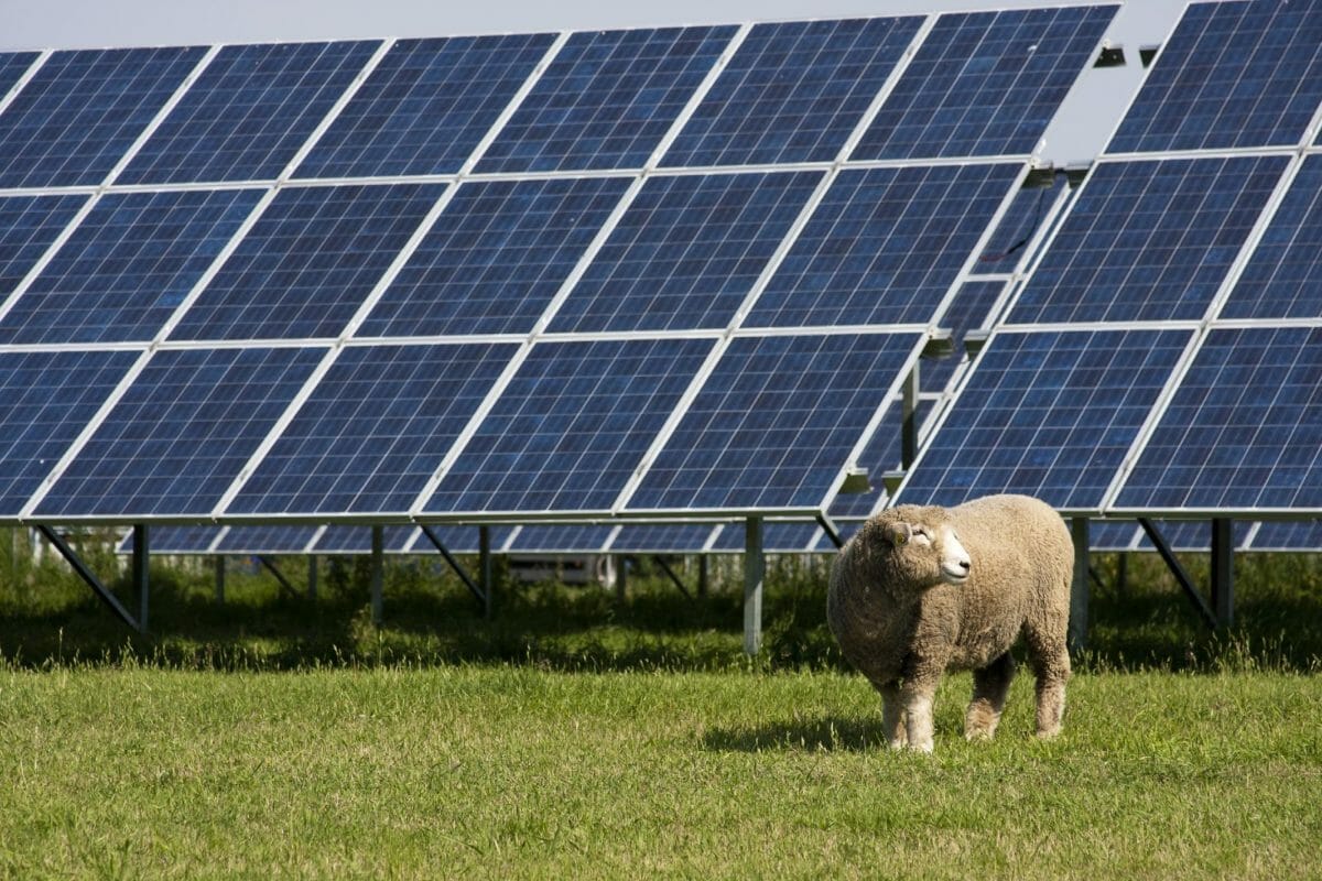 1700 Schafe wurden zwischen Sonnenkollektoren gebracht, und die Wissenschaftler waren über das unerwartete Verhalten der Tiere verwirrt.