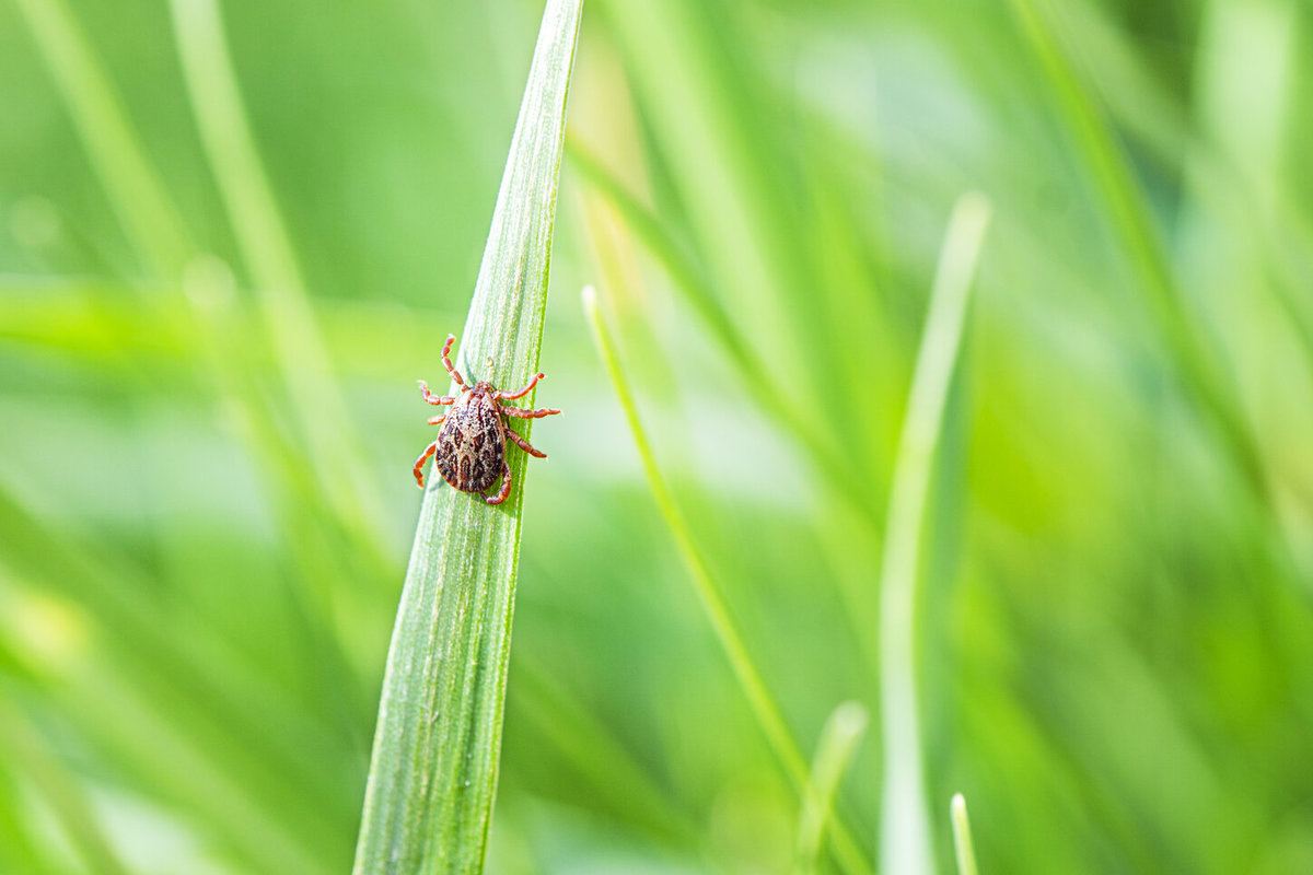 Stellen Sie dies in Ihren Garten, und die Zecken verschwinden für lange Zeit