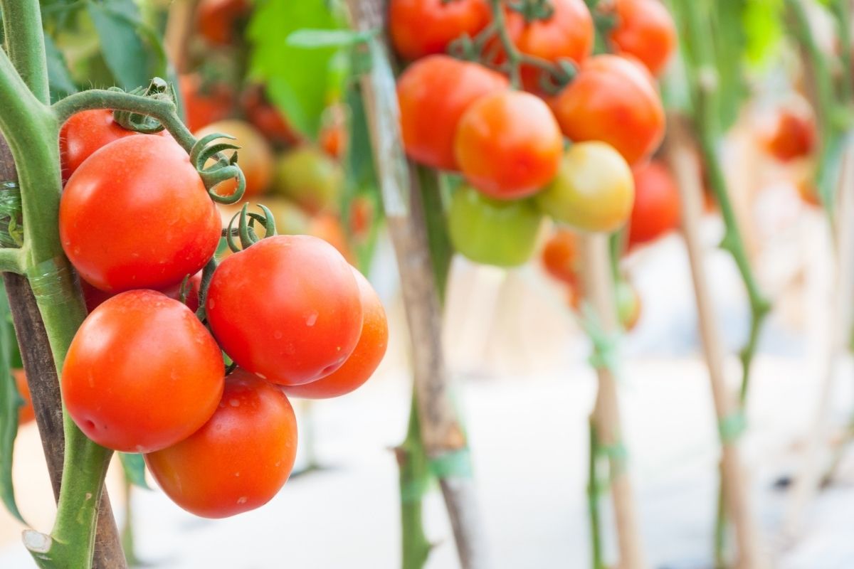 Tomaten rette ich nach dem Regen mit einer Sprühflasche. Ich messe 100 ml ab, fülle Wasser hinzu, und der Mehltau bleibt fern.