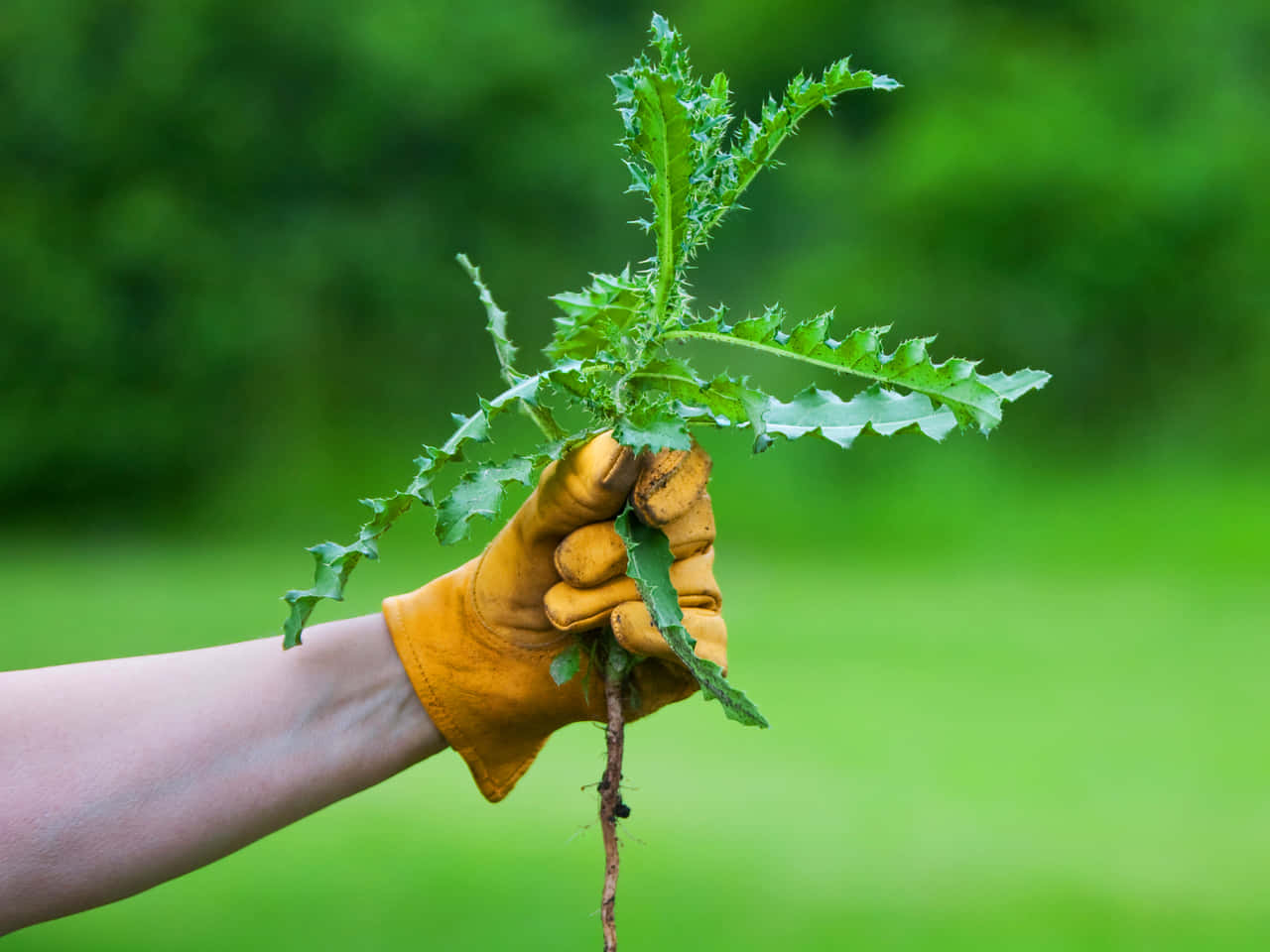 Mit diesem Hausmittel können Sie Unkraut ohne Chemikalien und mit geringem Aufwand aus Ihrem Garten entfernen.