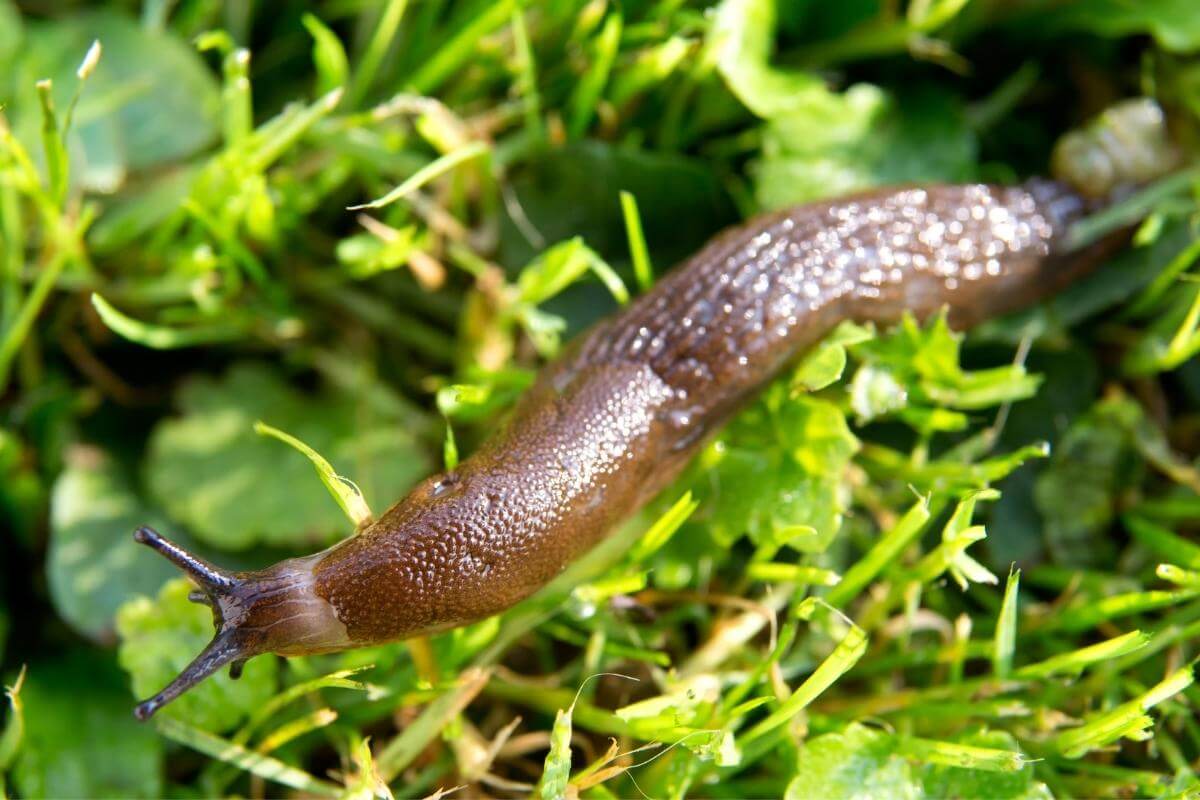 Streuen Sie sie einfach im Garten aus. Die Schnecken werden Ihr Gemüse und Ihre Blumen nicht anrühren.