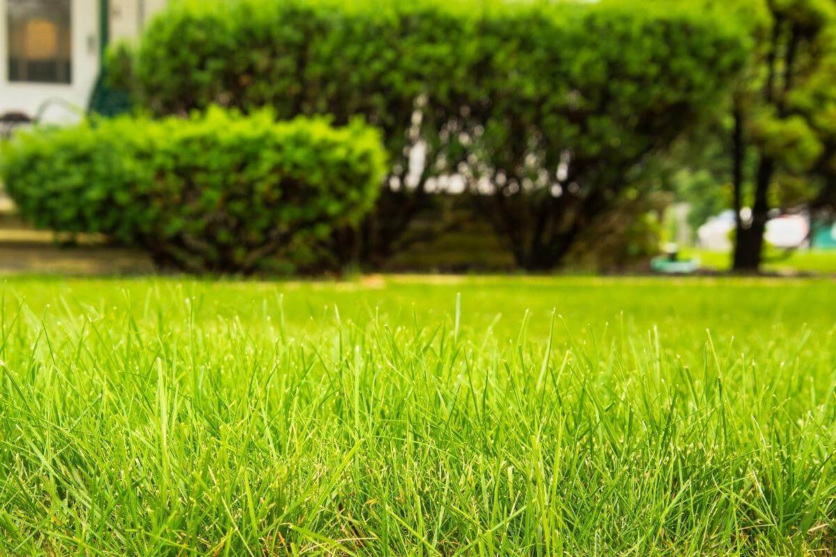Dieser Gartentipp hilft Ihnen, Ihren beschädigten Rasen innerhalb weniger Tage wieder zum Leben zu erwecken