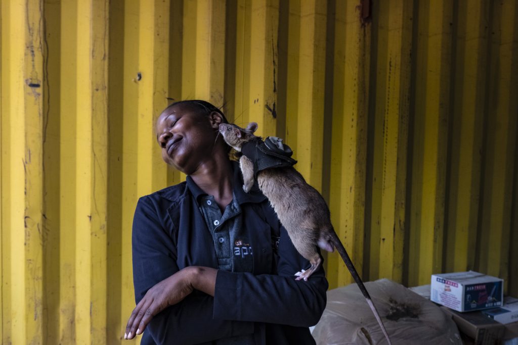 In Tansania retten riesige Ratten, die darauf trainiert sind, Menschen zu retten, Leben