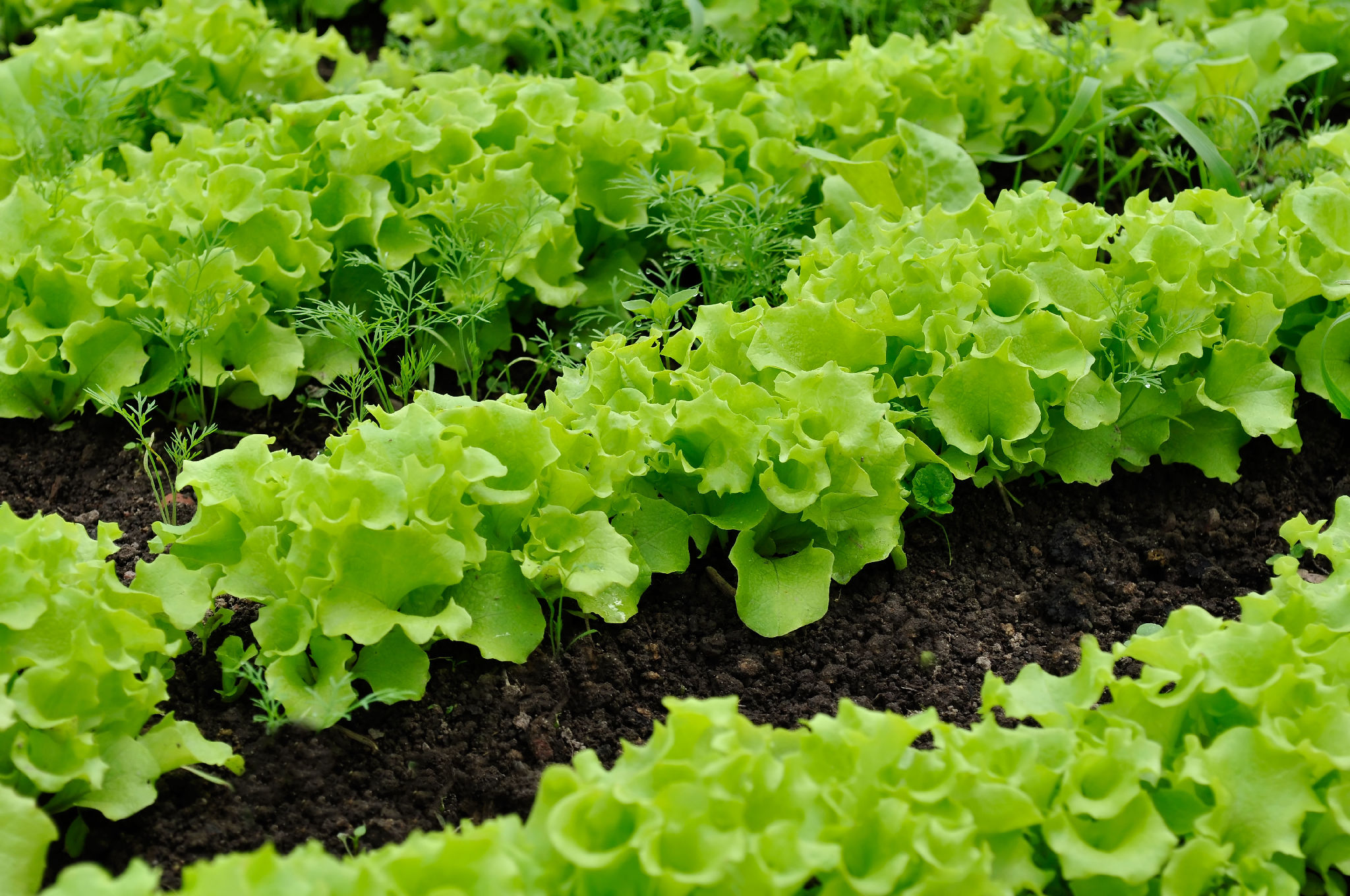 Ich pflanze sie jedes Jahr im Juli. Im Herbst ernte ich ganze Körbe voller leckerer Gemüse.