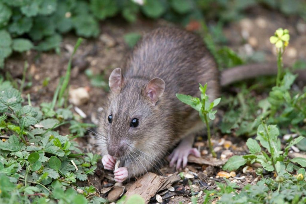 Alle Ratten werden aus dem Haus und dem Garten fliehen: Nur eine Pflanze kann das Problem mit den Nagetieren lösen – wir zerkleinern sie und reiben sie ein.