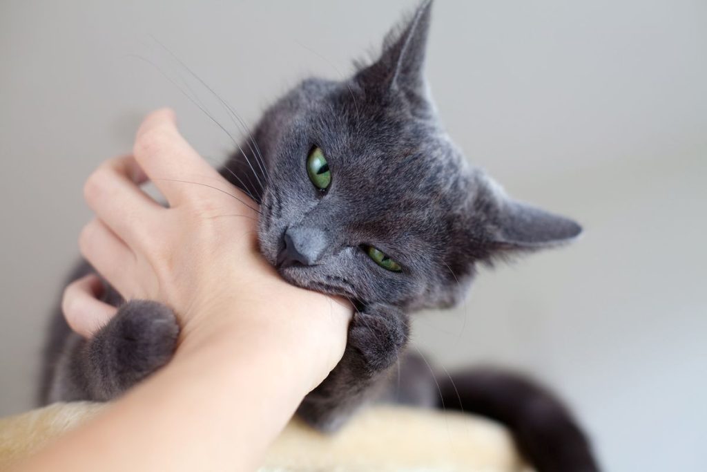 Was bedeutet es laut Experten, wenn eine Katze ihren Besitzer immer beißt?