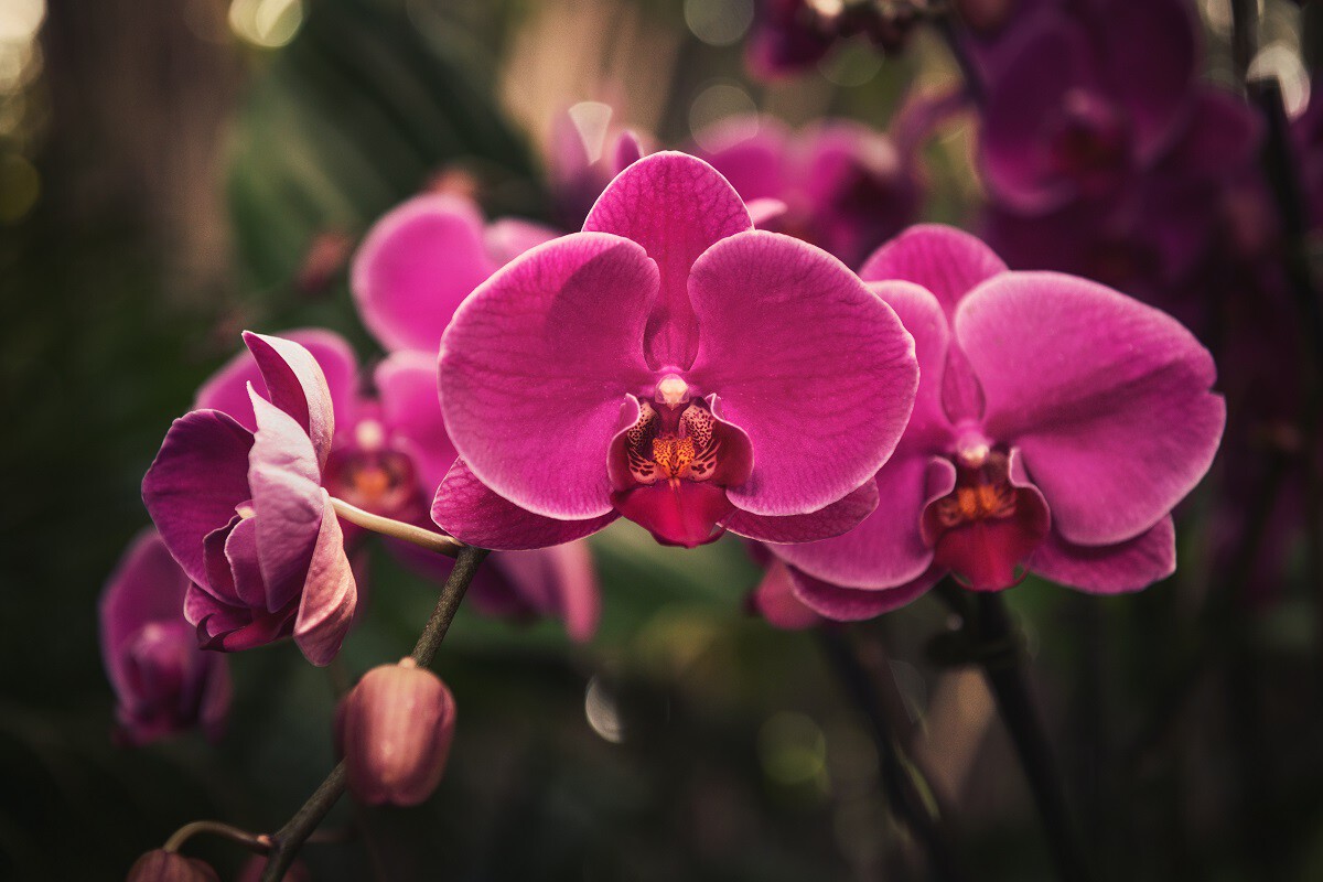 Orchideenliebhaber nutzen nun Kaffeesatz mit dieser sanften, aber wirksamen Methode: „Meine Phalaenopsis hat noch nie zwei Stiele pro Saison gebildet.“