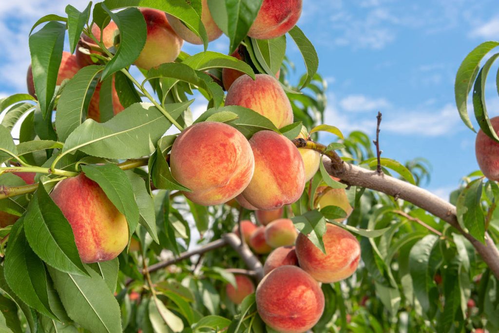 5 Fehler, die alle im Juli im Garten machen (und die die zukünftige Obsternte ruinieren)