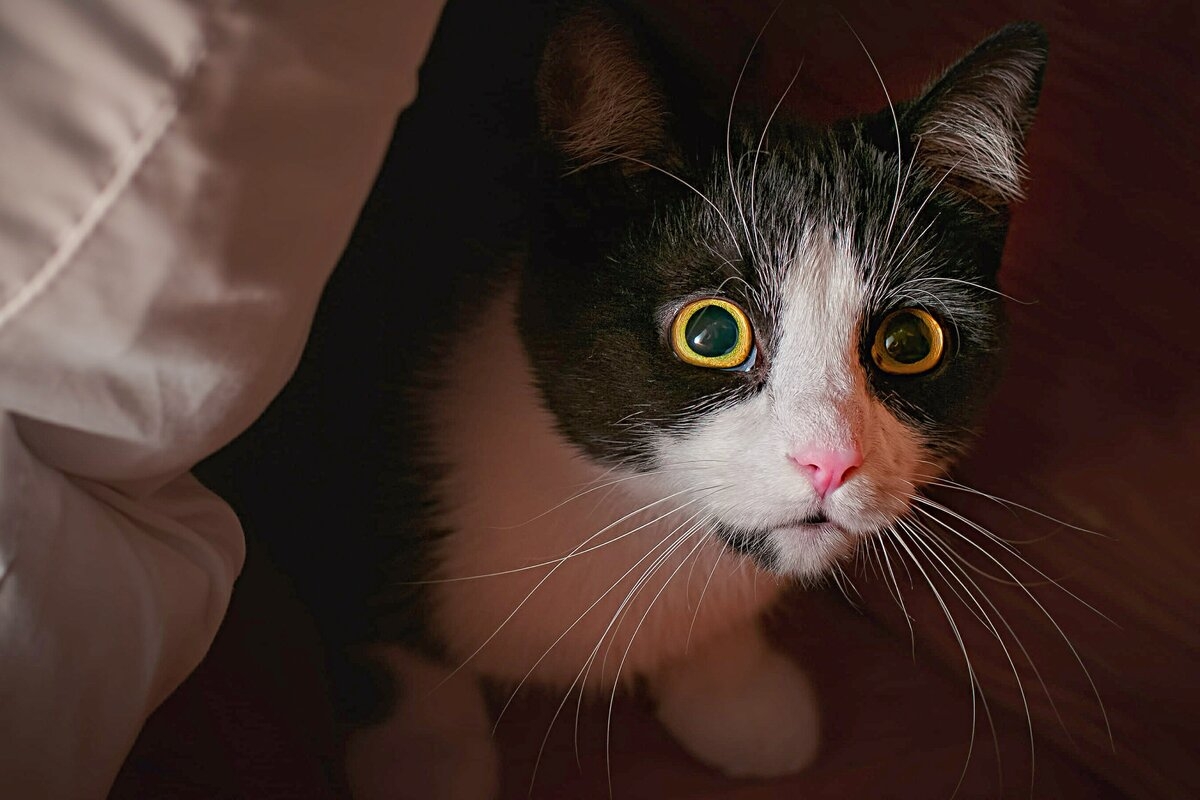 „Wenn Ihre Katze Sie beim Schlafen beobachtet, bedeutet das nicht, dass sie Sie besonders mag“: Eine Studie enthüllt die dunklen Absichten unserer Haustiere