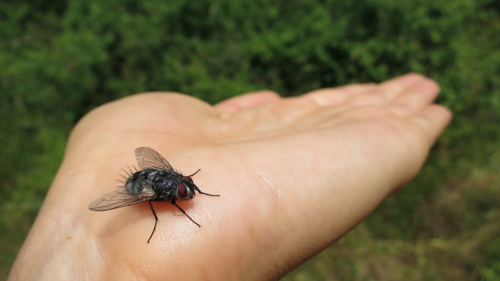 Ein Sommer ohne Fliegen ist so einfach wie diese beiden Gewürze in den Mülleimer zu werfen