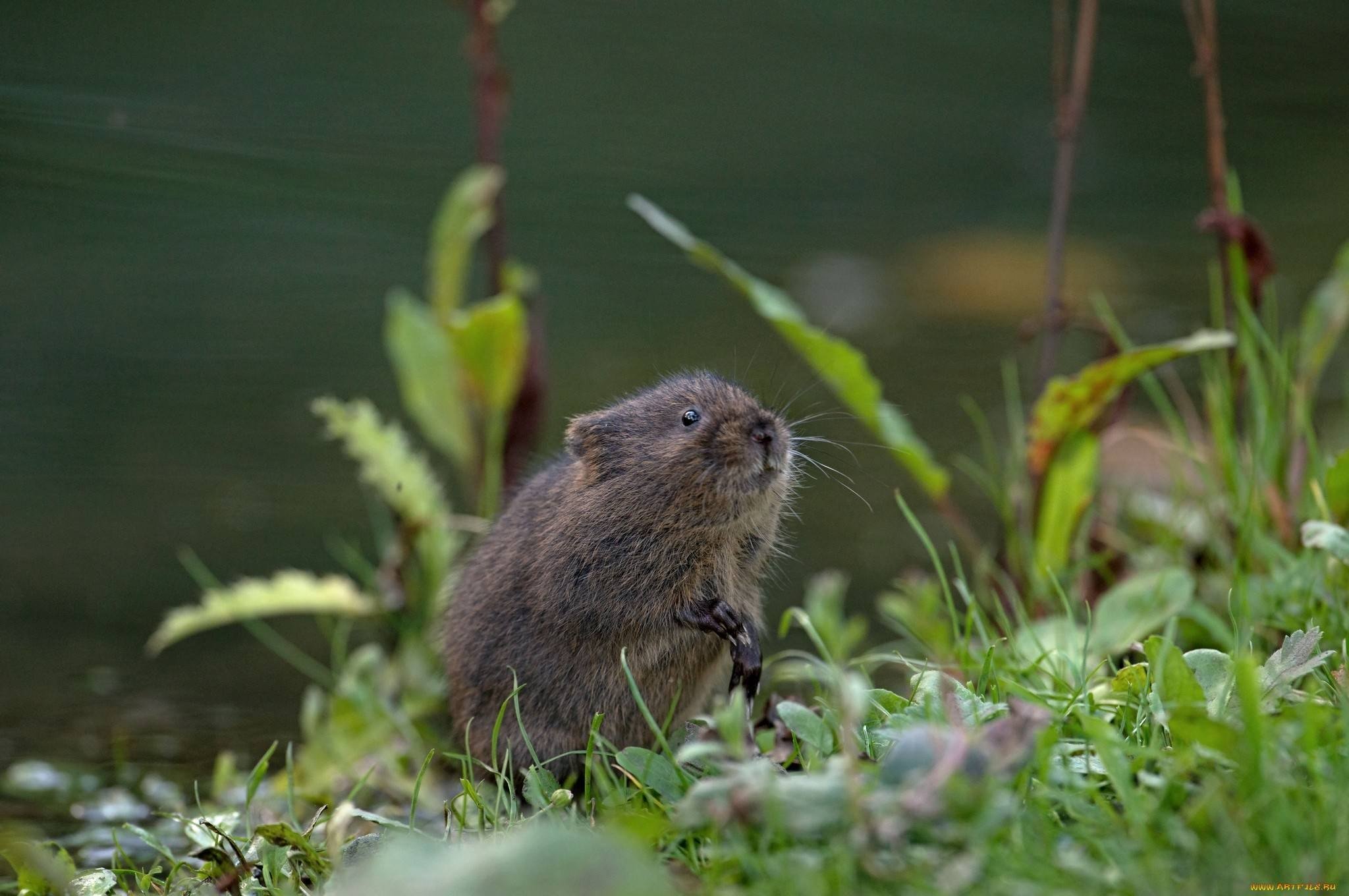 Das ist keine Ratte. Wenn Sie sie in Ihrem Garten sehen, handeln Sie sofort.