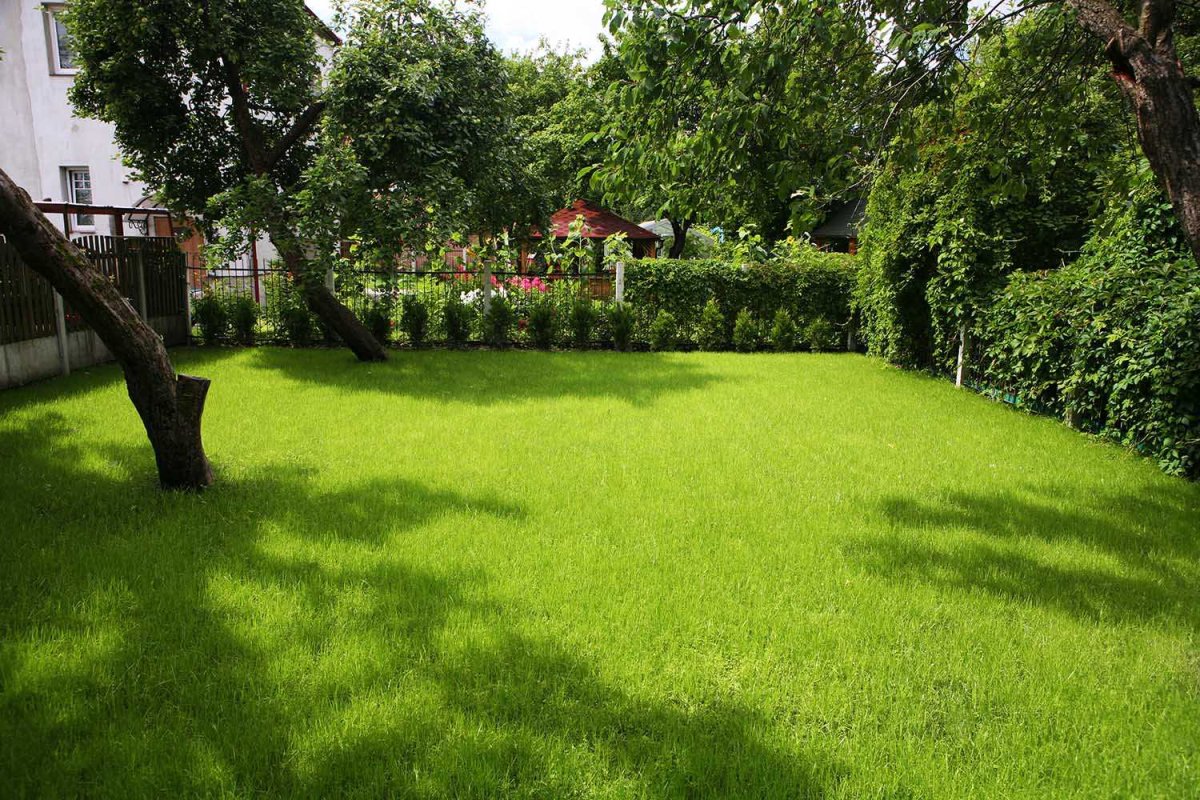 Nach starken Regenfällen streue ich immer dieses Pulver auf den Rasen. Schon nach einem Tag sieht das Gras deutlich nährstoffreicher aus und wächst besser. Das Risiko von Schimmel und Krankheiten ist geringer. Sommerdünger für den Rasen