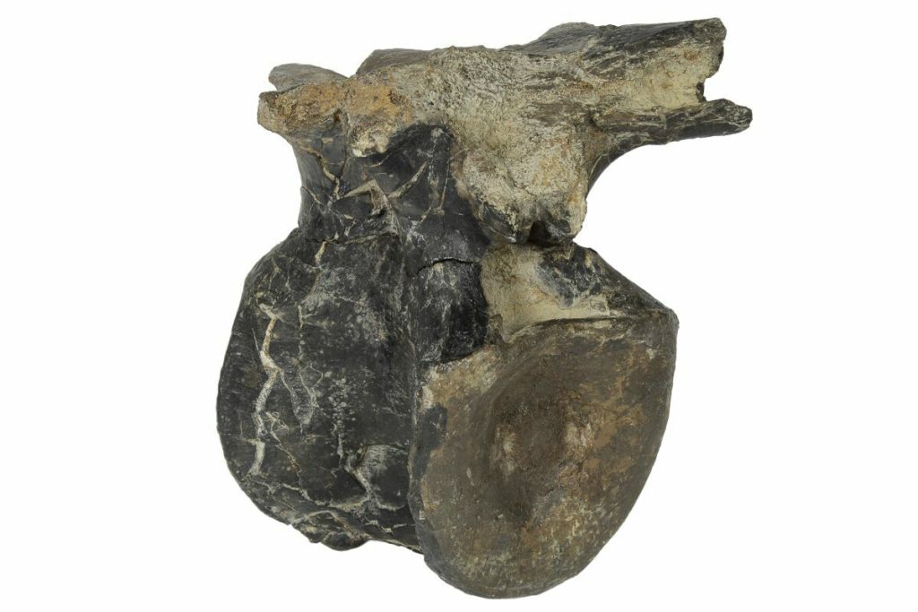 Eine fast 70 Millionen Jahre alte Versteinerung wurde unter dem Parkplatz eines Museums in Denver gefunden