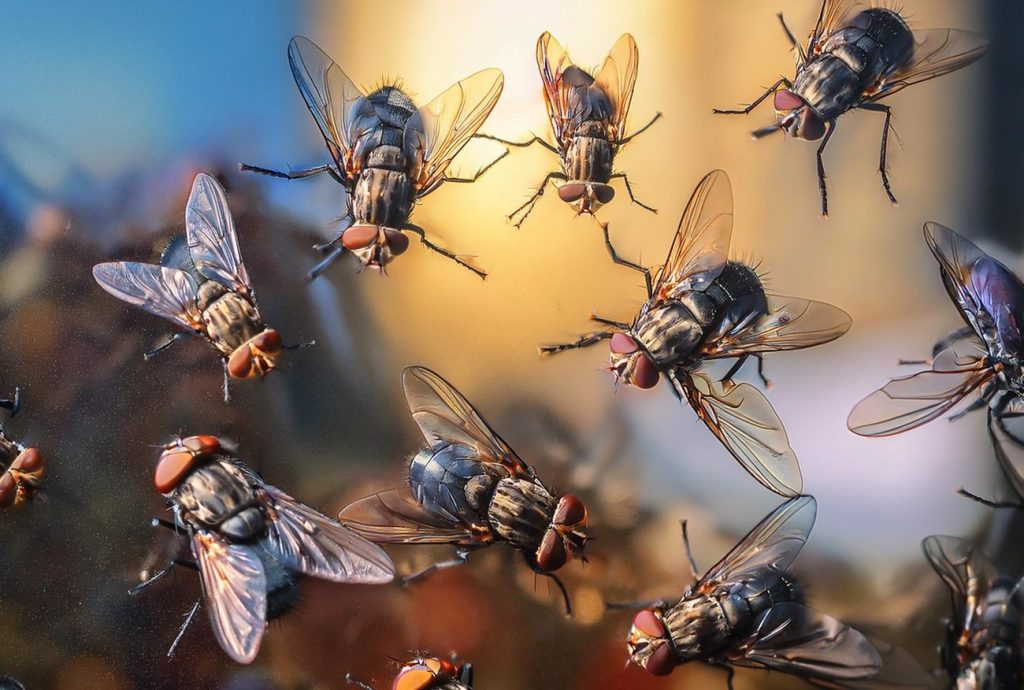 Hängen Sie es im Garten auf, wenn es viele Fliegen gibt – und keine einzige bleibt übrig!