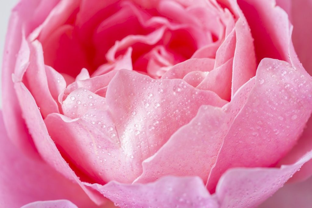 Sieht aus wie eine Pfingstrose, duftet besser als Parfüm. Pflanzen Sie sie im Juli, und sie wird Sie bis zum Herbst erfreuen