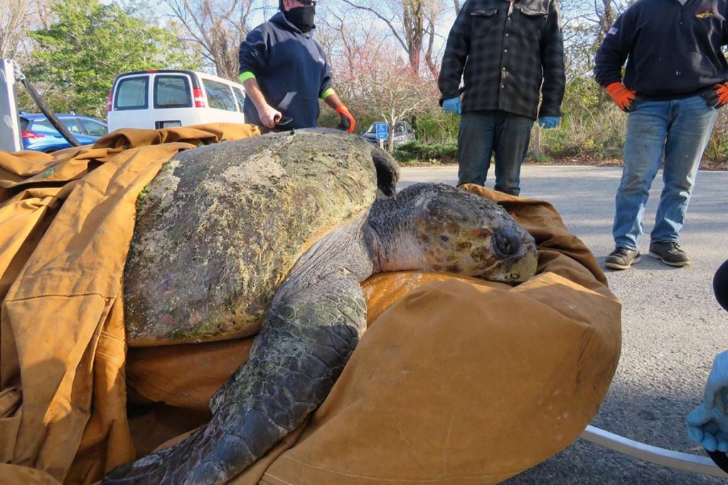 In El Saler (Valencia) wurde eine der größten Schildkröten der Welt tot aufgefunden