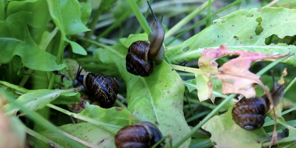 Pflanzen Sie in Ihrem Garten. Schnecken hassen diese Pflanze.