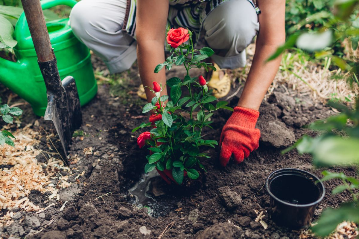 Machen Sie das mit Rosen, und sie werden prächtig blühen. Das sind die wichtigsten Regeln