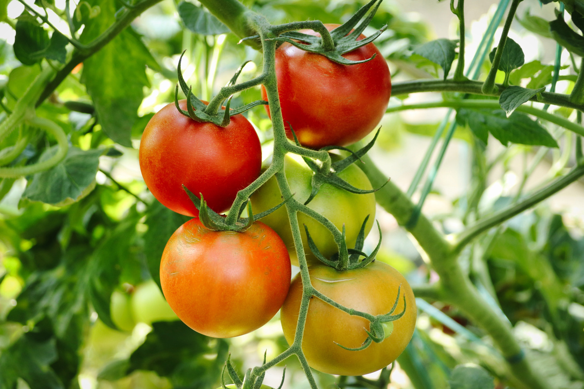 An heißen Tagen gieße ich meine Tomaten nicht mit Wasser, sondern mit dieser Flüssigkeit, und sie tragen Früchte wie verrückt. Ich ernte ganze Kisten voller Tomaten. Dünger für Tomaten