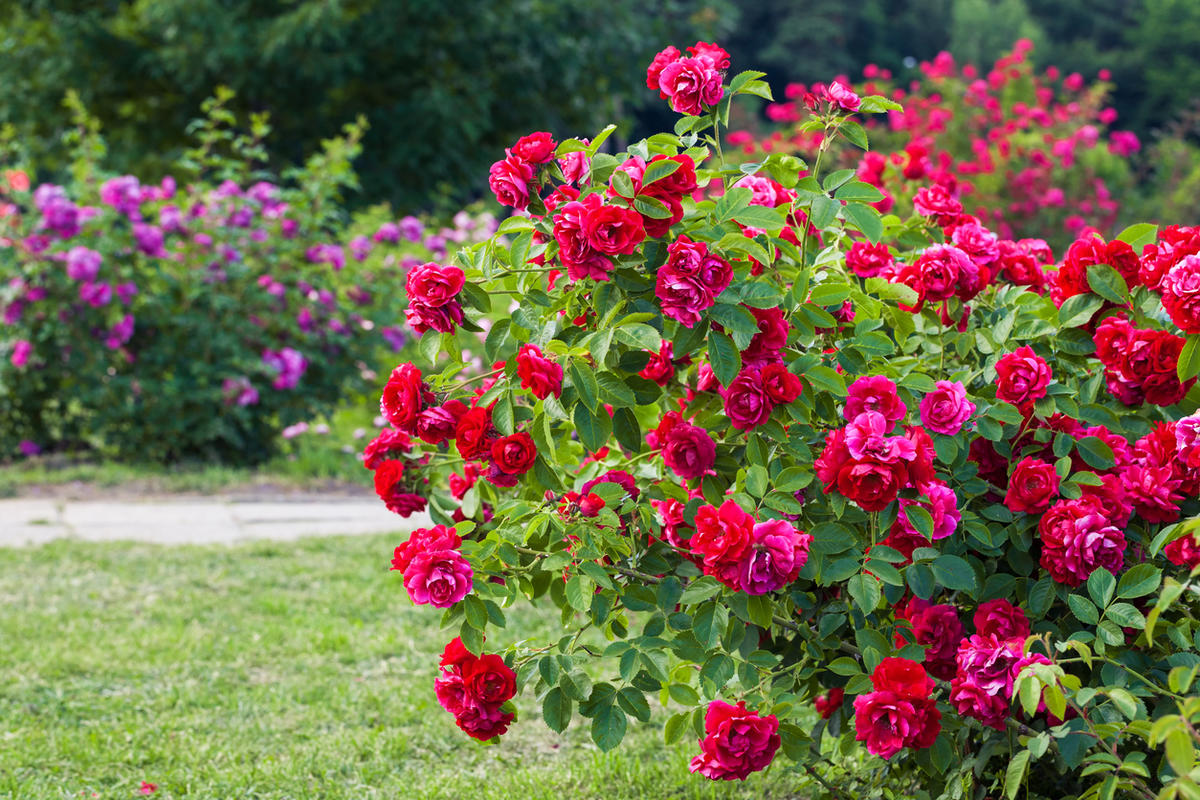 Machen Sie das mit Rosen, und sie werden prächtig blühen. Das sind die wichtigsten Regeln