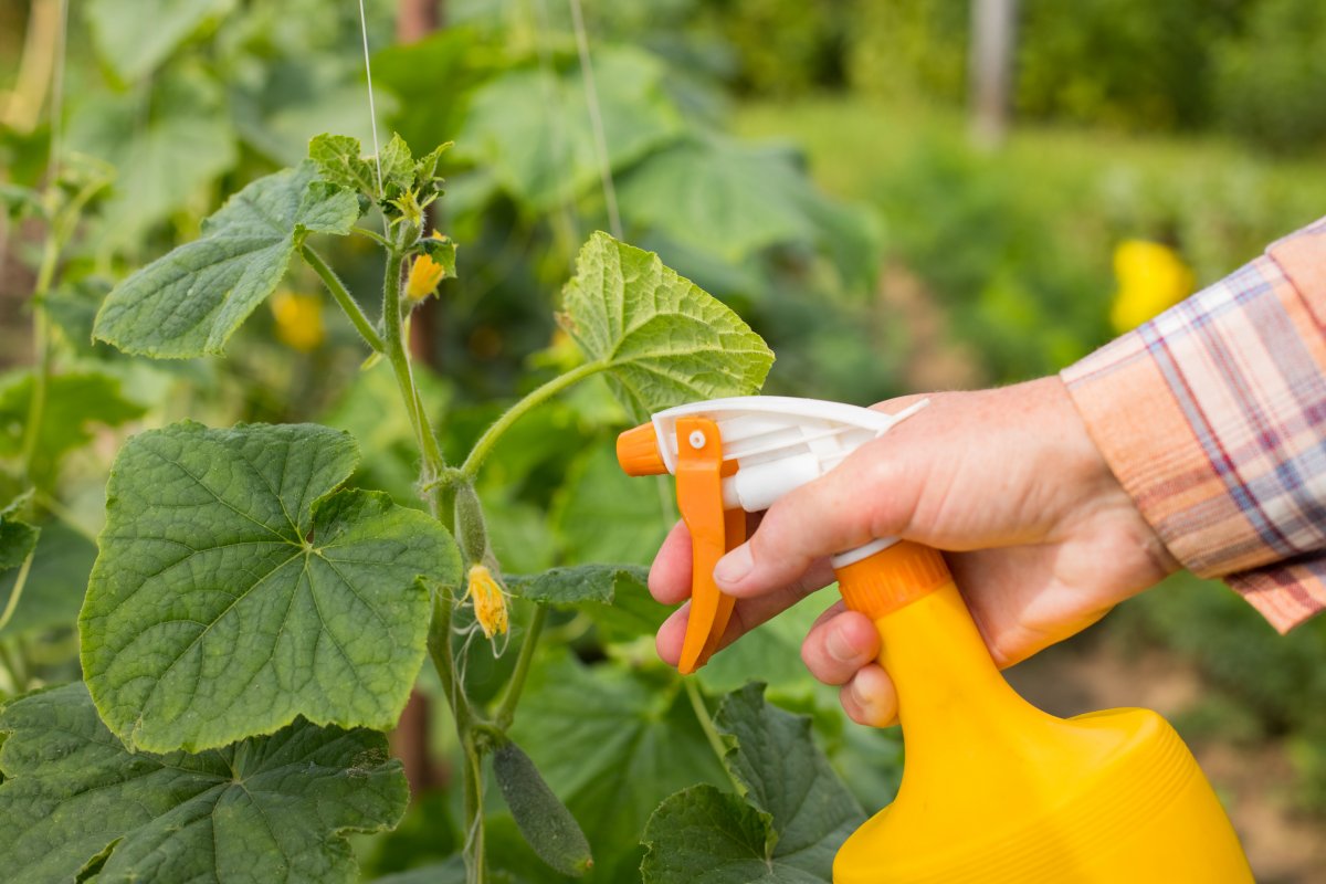 Sie werden nicht rechtzeitig mit der Ernte fertig werden. Mischen Sie Wasser mit diesem Getränk und besprühen Sie die Pflanzen damit.
