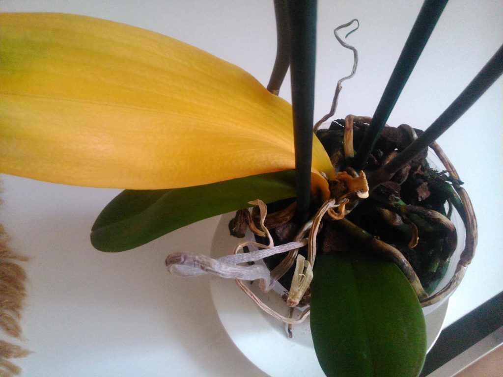 Orchidee