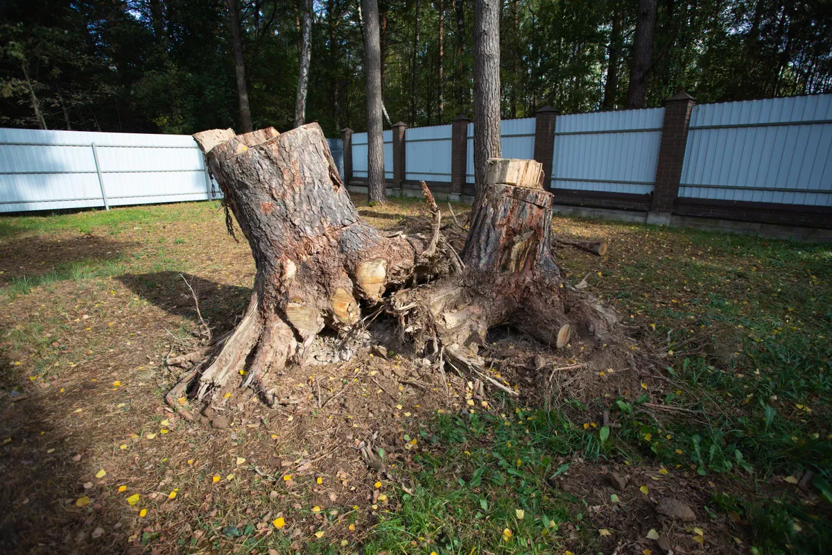 Baumstumpf
