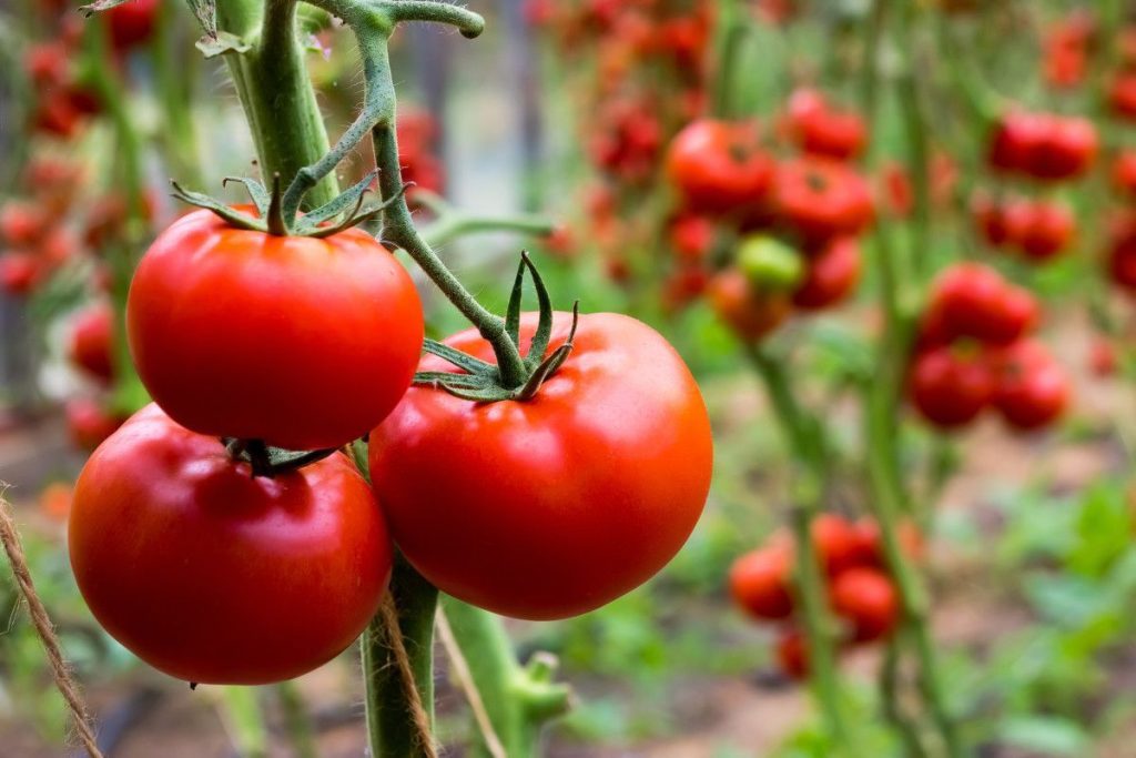 Streuen Sie dies über die Tomaten. Eine ungewöhnliche Methode für eine gesunde und reichhaltige Ernte